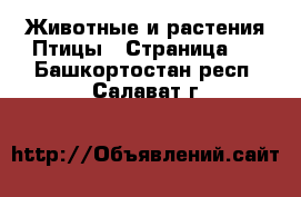 Животные и растения Птицы - Страница 2 . Башкортостан респ.,Салават г.